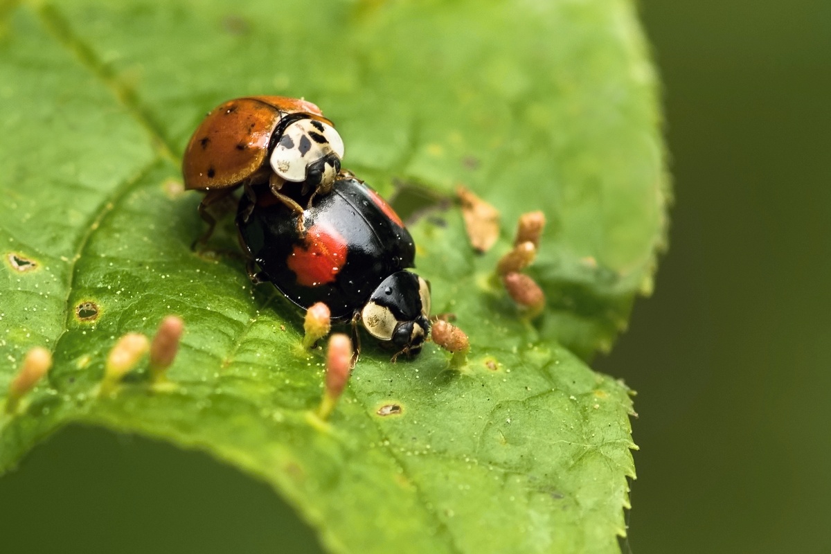 Slunéčko východní